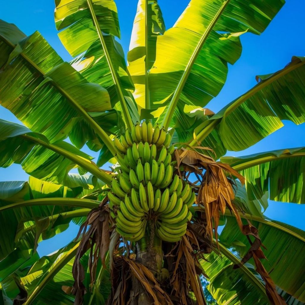 yerli ve ithal muz , muz ağacı